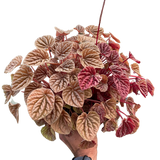Peperomia 'Quito'