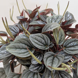 Peperomia 'San Marino'
