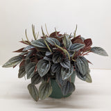 Peperomia 'San Marino'