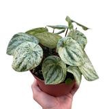 Peperomia 'Watermelon Variegated'