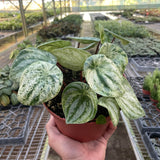 Peperomia 'Watermelon Variegated'