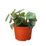 Peperomia Watermelon