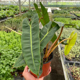 Philodendron 'Billietiae'