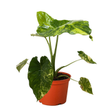 Philodendron Burle Marx Albo