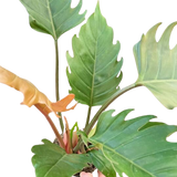 Philodendron Caramel Pluto