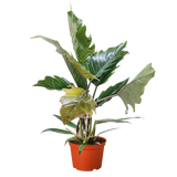 Philodendron Choco Empress