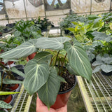 Philodendron Gloriosum