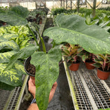 Philodendron 'Golden Dragon'
