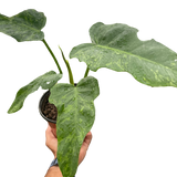 Philodendron 'Golden Dragon'