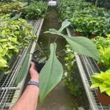 Philodendron 'Joepii'