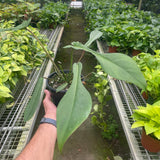 Filodendro 'Joepii' 
