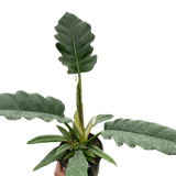 Philodendron 'Jungle Boogie'