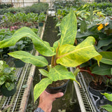 Philodendron 'Orange Marmalade'
