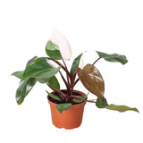 Filodendro 'Princesa Rosa'