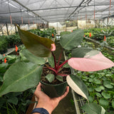 Philodendron 'Pink Princess'