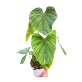 Philodendron PlowManii