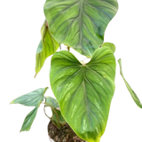 Philodendron PlowManii