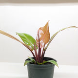 Philodendron 'Prince of Orange'