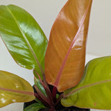 Philodendron 'Prince of Orange'