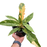 Philodendron Ring of Fire Variegated