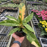 Philodendron Ring of Fire Variegated