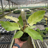 Philodendron 'Snowdrift'
