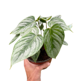 Philodendron 'Sodiroi'