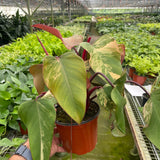 Philodendron 'Strawberry Shake'