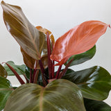 Philodendron 'Sun Red'