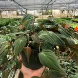 Philodendron 'Velvet'
