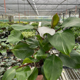 Philodendron 'White Knight'