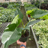 Philodendron 'White Princess'