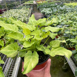 Philodendron 'Xanadu' Variegated