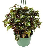 Pilea 'Bronze'