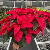 Poinsettia 'Red'