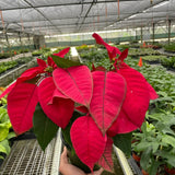 Poinsettia 'Red'
