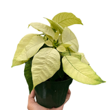 Poinsettia 'White'