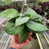 Pothos Jade Satin