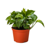 Pothos 'Lemon Top'