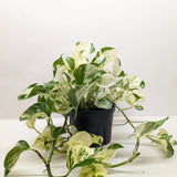 Pothos Manjula