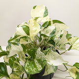 Pothos Manjula