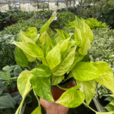Pothos 'Neon Queen'
