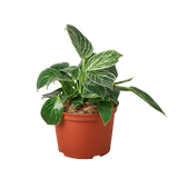 Philodendron 'Birkin' - 6" Pot - NURSERY POT ONLY