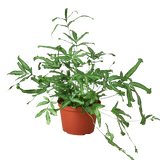 Pteris Cretica 'Mayi' Fern - 6" Pot