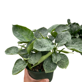 Schismatoglottis 'Sarawak'
