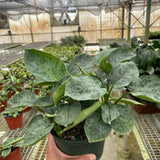 Schismatoglottis 'Sarawak'