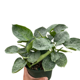 Schismatoglottis 'Sarawak'