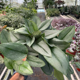 Scindapsus 'Moonlight'