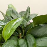 Scindapsus Platinum Java