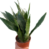 Snake Plant 'Jaboa'